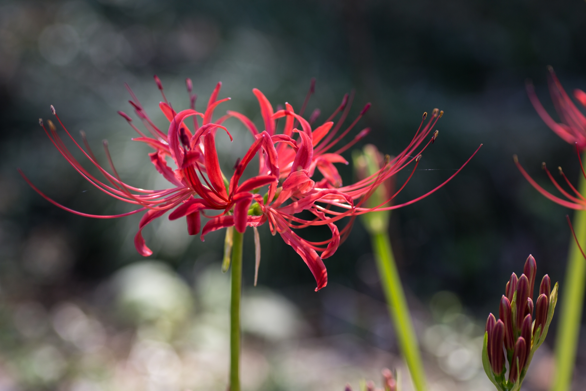 秋季彼岸会法要